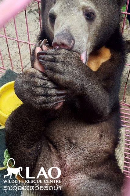 Baby-Bear.jpg