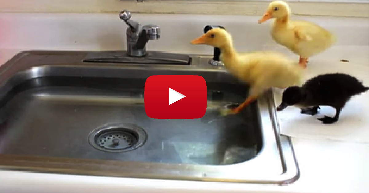 Baby Ducks Sink Dive copy