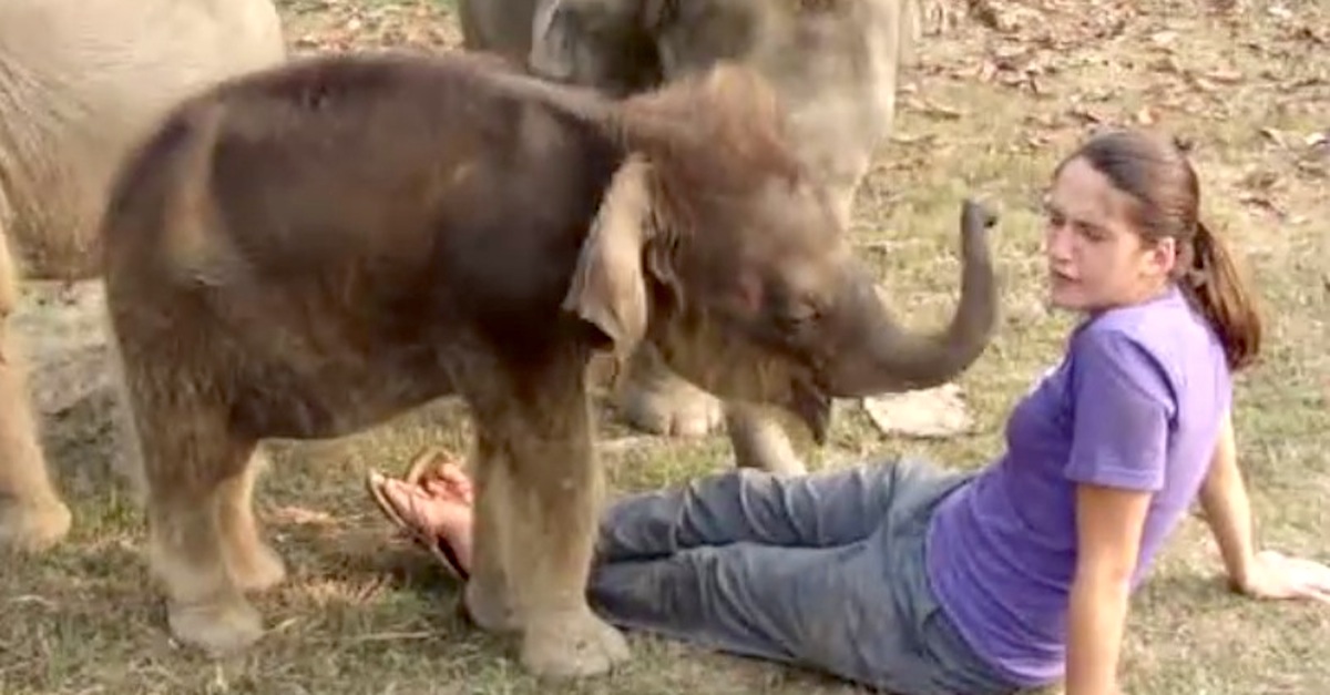 Baby Elephant Searches for Girl's Nose