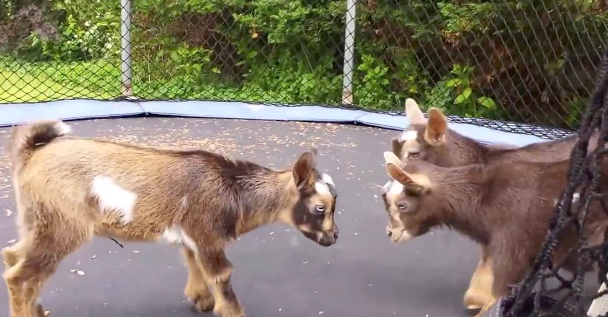 Baby Goats Jumping On A Trampoline