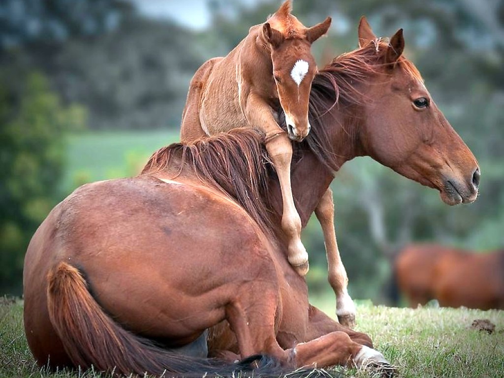 Baby-Horse-Picture-1.jpg