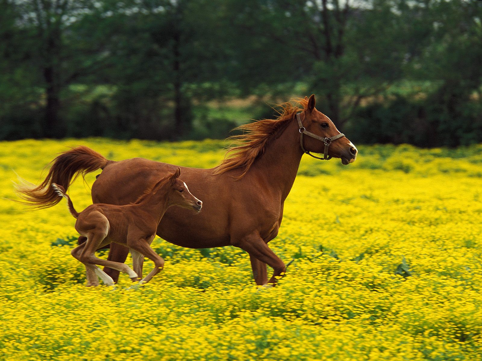 Baby-Horse-Running-Wallpaper.jpg