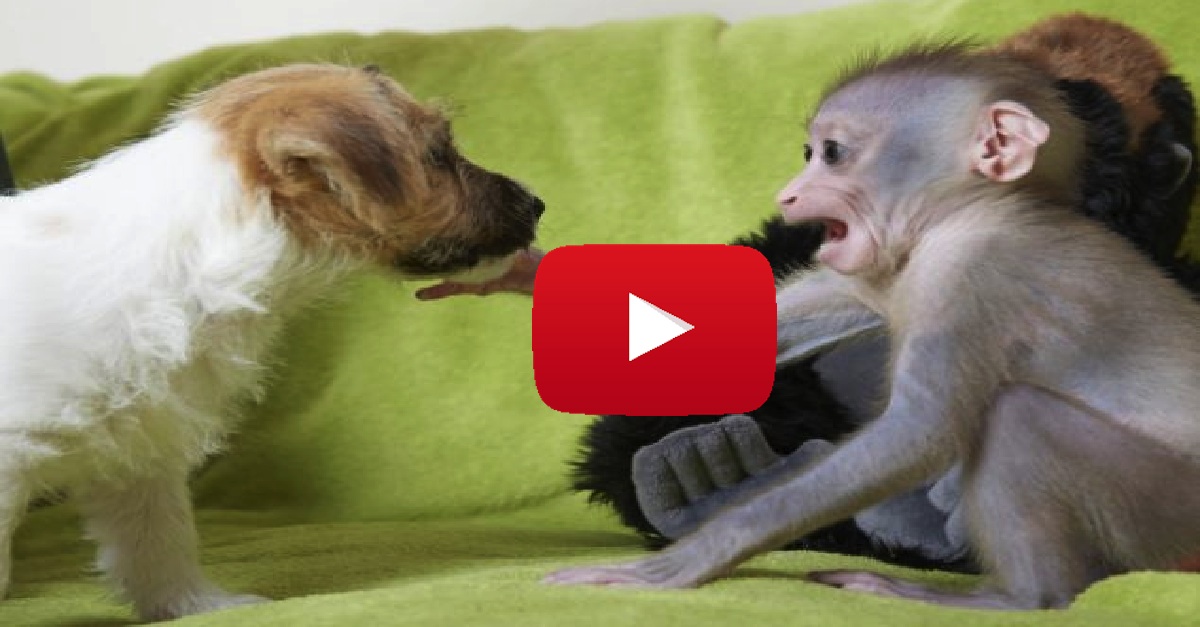 Baby Monkey Befriends Puppies