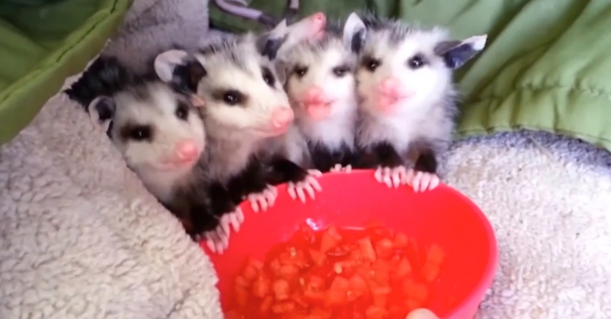 Baby Possums Eat Watermelon