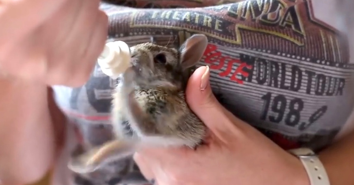 Baby Rabbit Milk