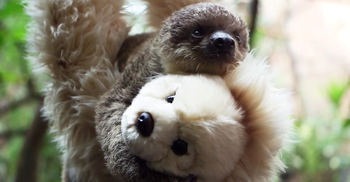 Baby Sloth Edward