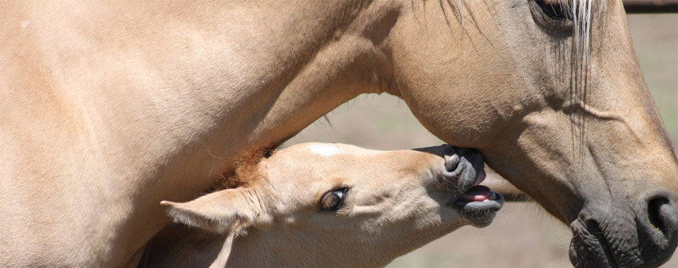 BabyBiting.jpg