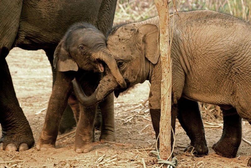 Baby_elephants_at_the_Elephant_Conservation_Center_Laos.jpg