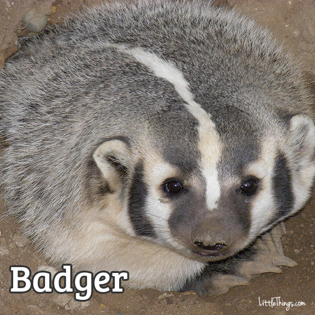 Badger_645x645.jpg