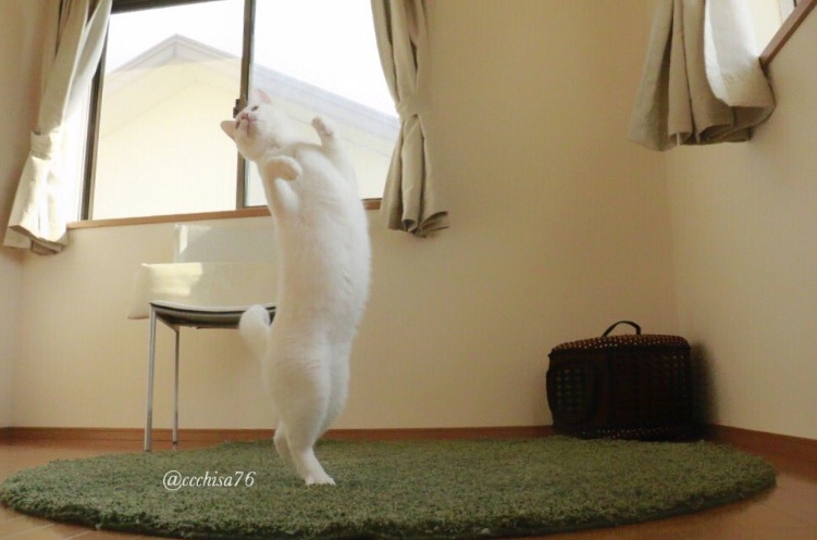 Ballet-Cat-1.jpg