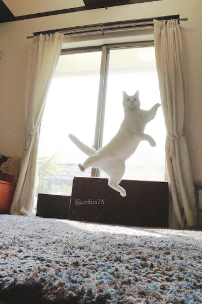 Ballet-Cat-2.jpg