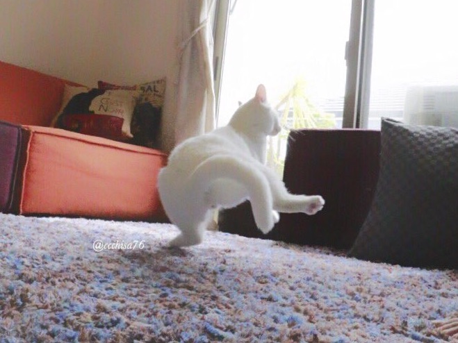 Ballet-Cat-6.jpg