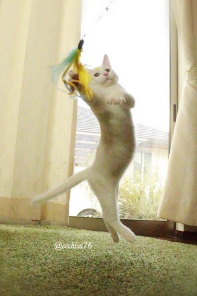 Ballet-Cat-7.jpg