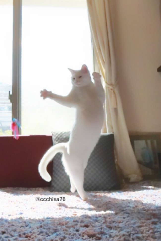 Ballet-Cat-9.jpg