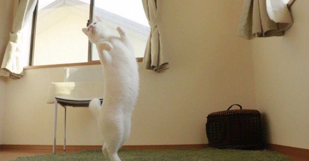 Ballet Cat Feature 2