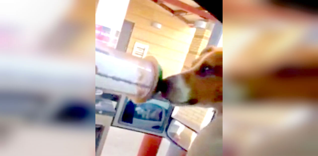 Anxious dogs go to bank to get treats