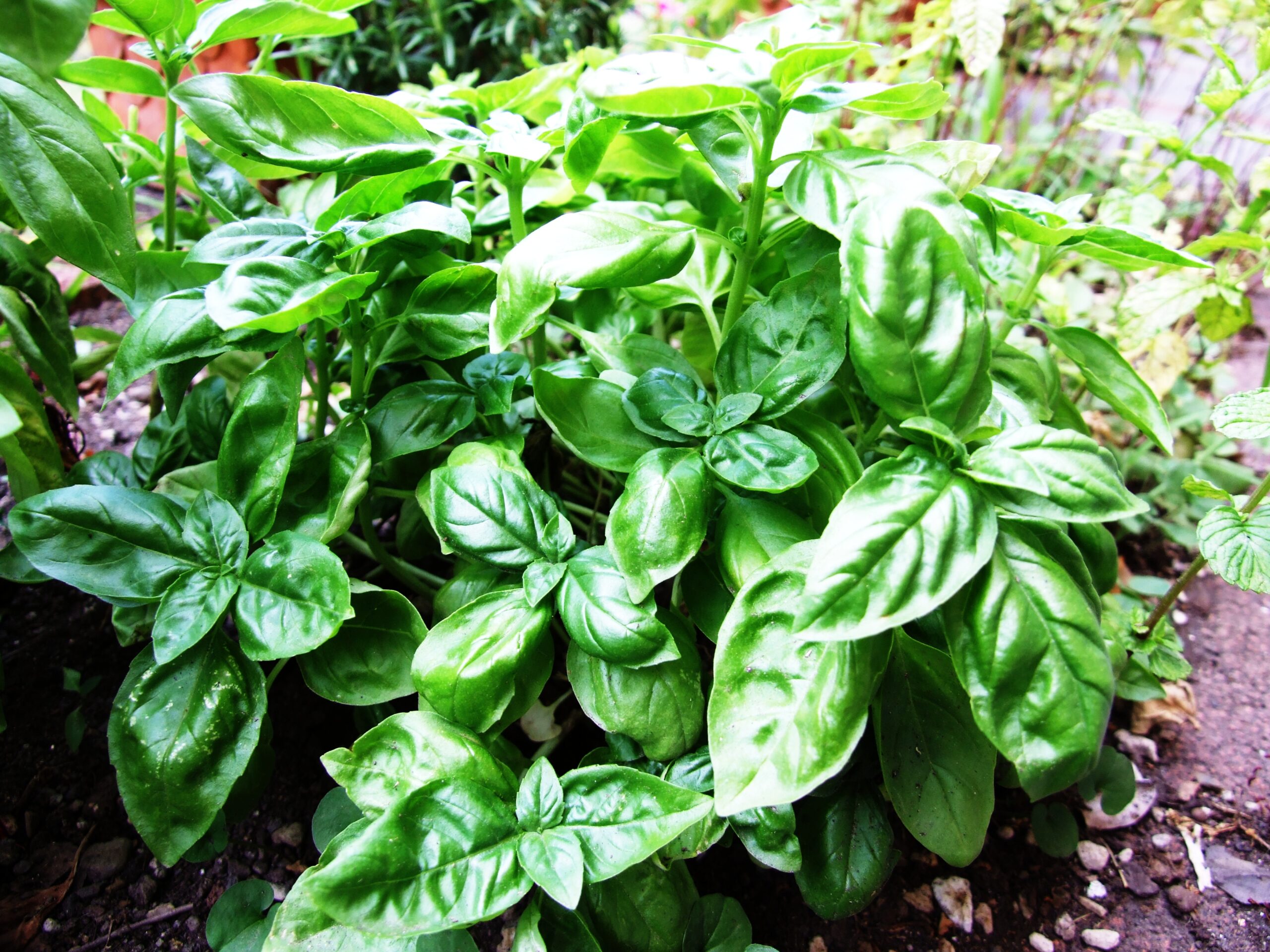 Basil-Basilico-Ocimum_basilicum-albahaca.jpg