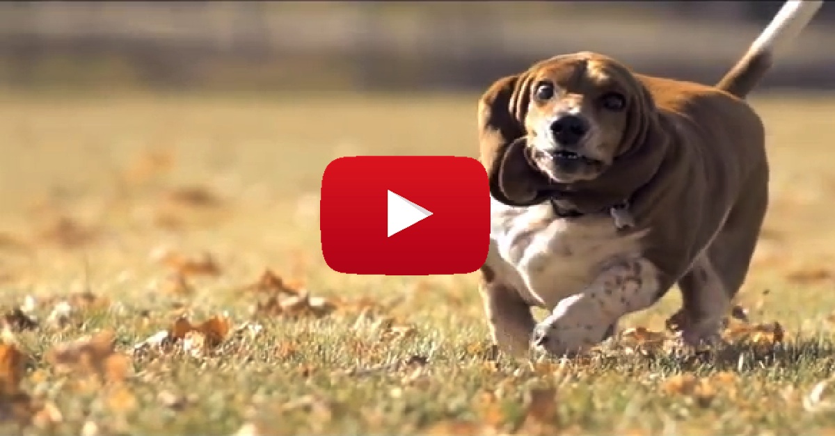 Basset Hound Running In Slow Motion