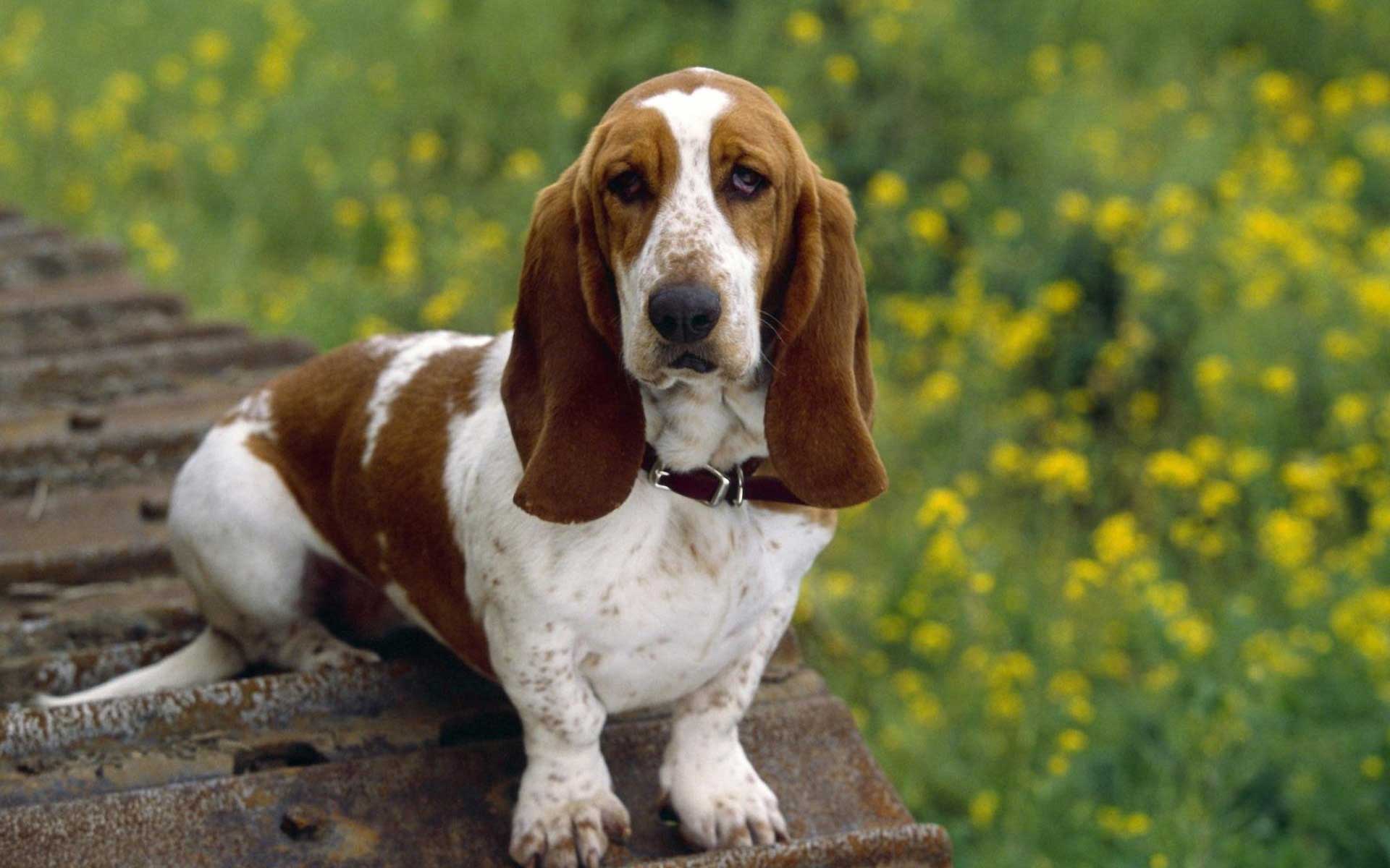 Basset-Hound-Waiting-For-You.jpg