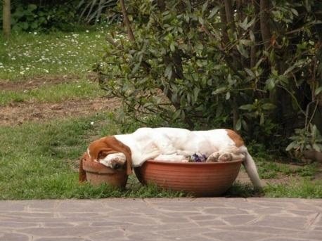 Basset-Hound-sleeping-in-flower-pots.-Part-dog-part-gravy.jpg