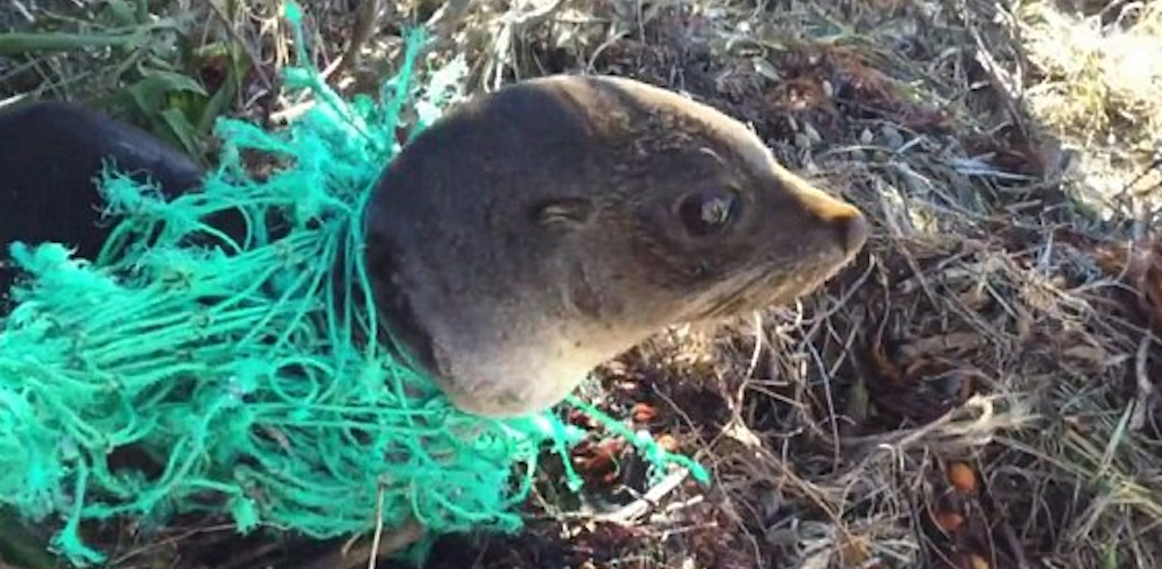 Bby Seal Beauty