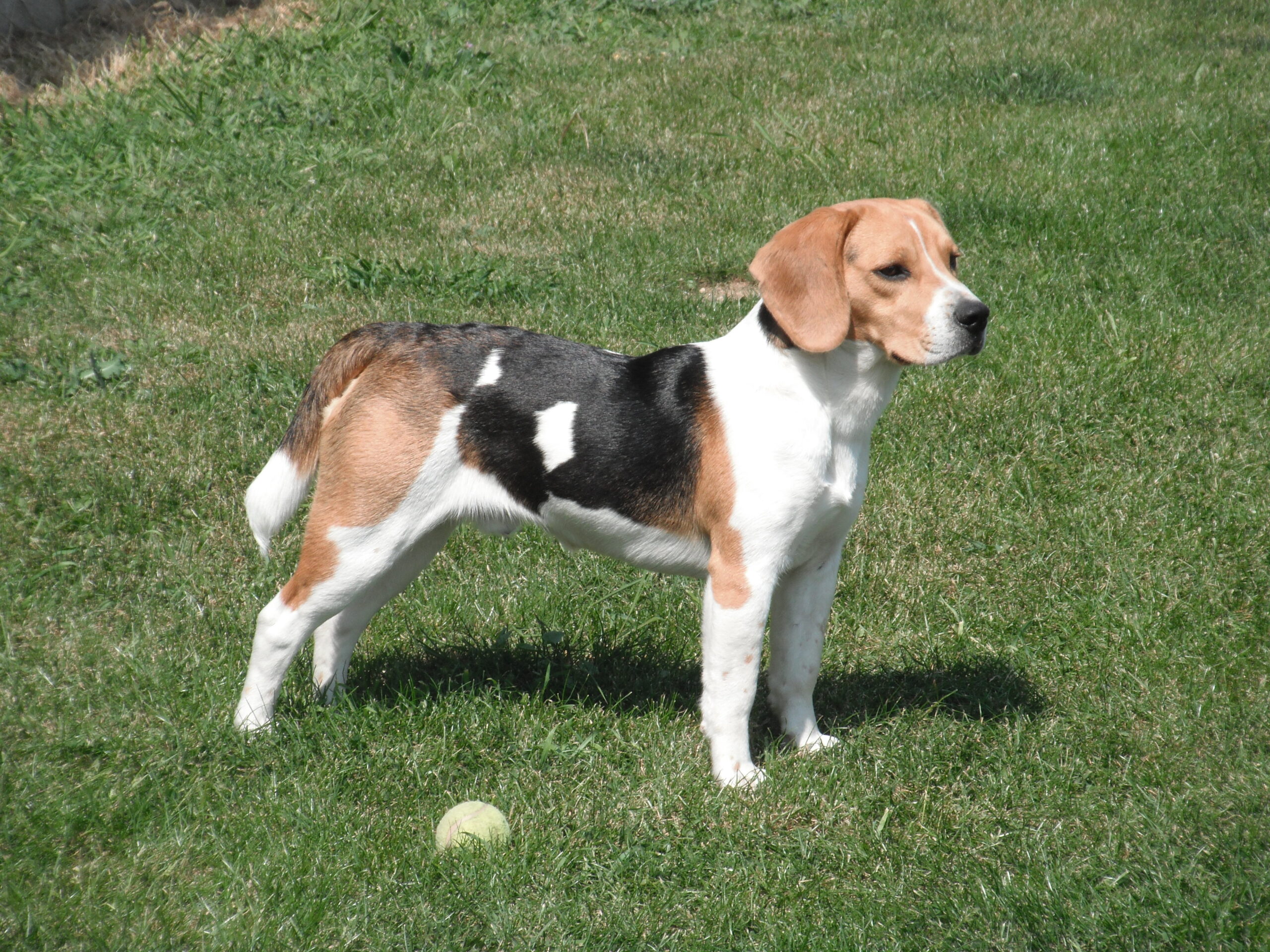 Beagle_Faraon.jpg