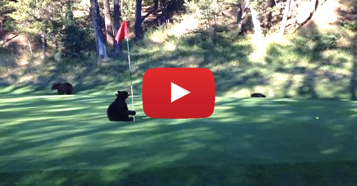 Bear Steals Golf Ball Funny copy