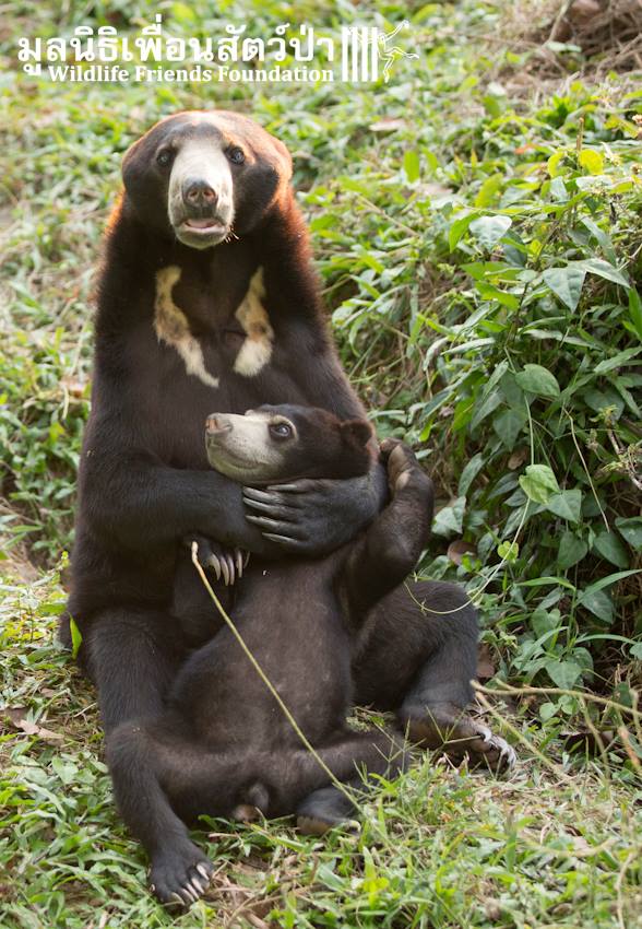 Bear-and-Cat-1.jpg Bear-and-Cat-1.jpg