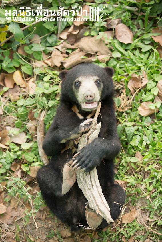 Bear-and-Cat-2.jpg