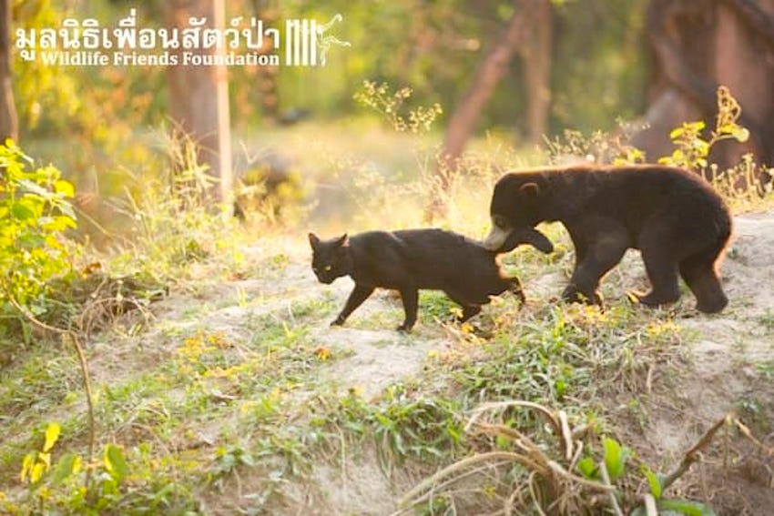 Bear-and-Cat-3-600x400-1.jpg