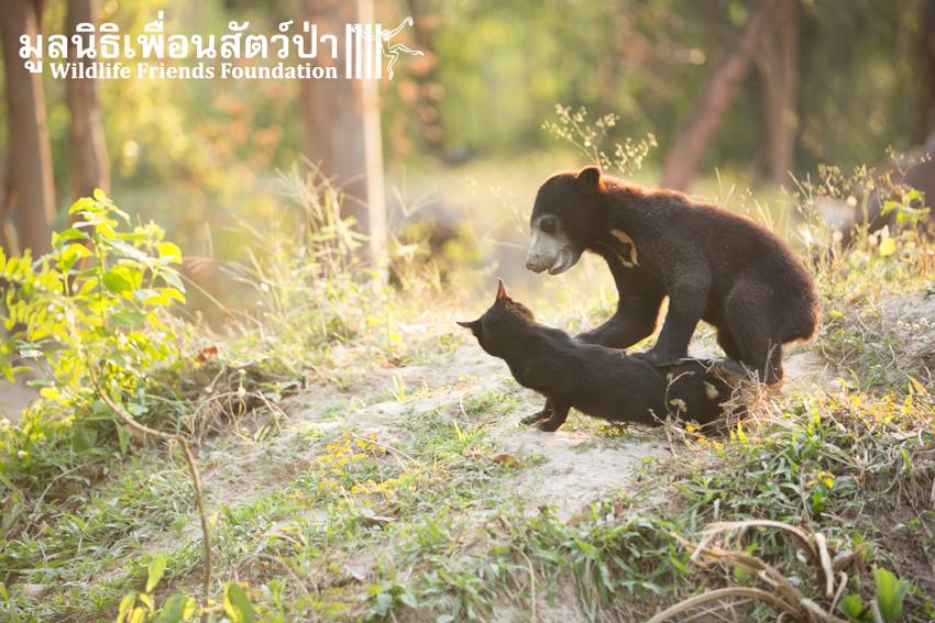 Bear-and-Cat-4.jpg