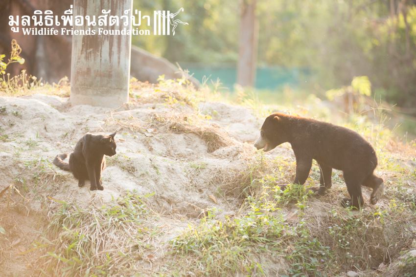 Bear-and-Cat-6.jpg