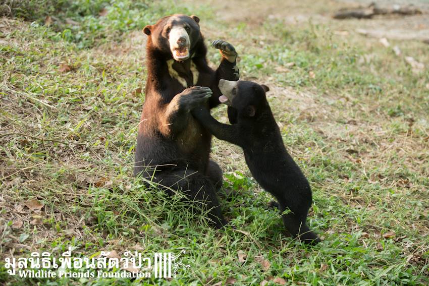 Bear-and-Cat-7.jpg