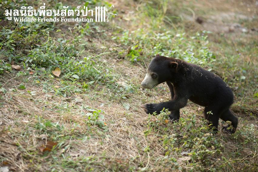Bear-and-Cat-8.jpg