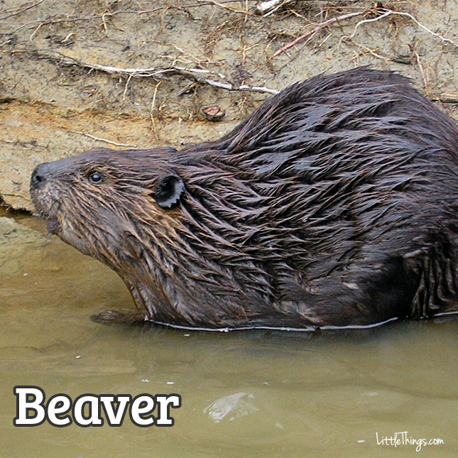 Beaver_645x645.jpg