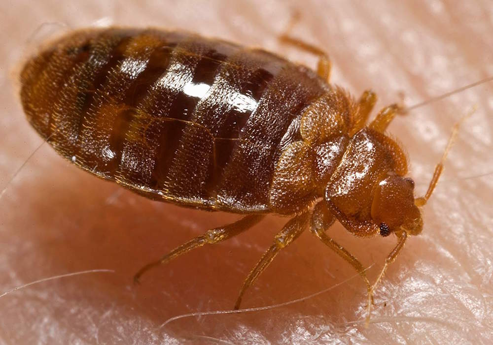 Bed_bug_Cimex_lectularius.jpg Bed_bug_Cimex_lectularius.jpg