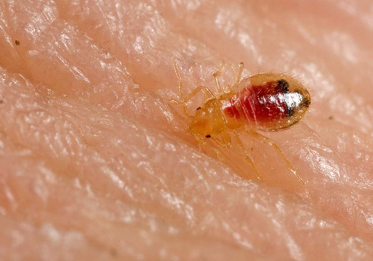 Bed_bug_nymph_Cimex_lectularius.jpg