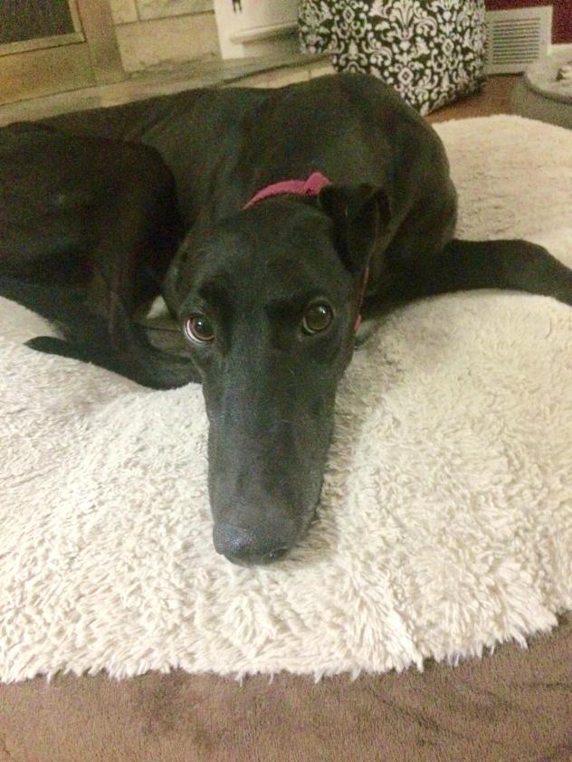 Bee-Greyhound-1.jpg