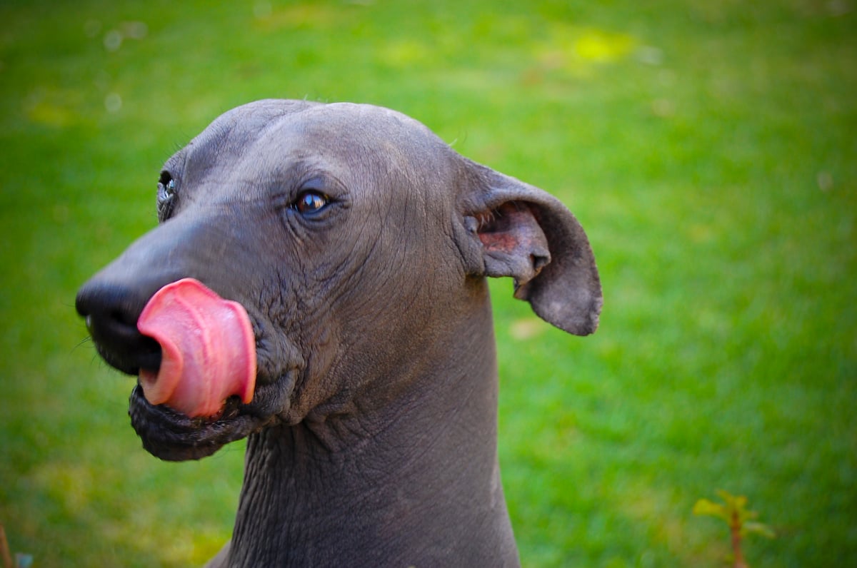 Behold_The_Xoloitzcuintle-1.jpg