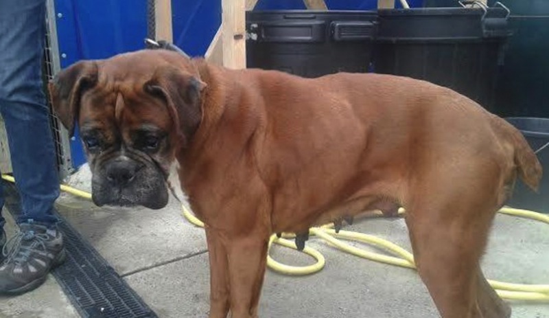 Bella-Boxer-Hole-2-665x385-1.jpg