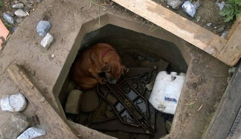 Bella-Boxer-Hole-665x385-1.jpg Bella-Boxer-Hole-665x385-1.jpg