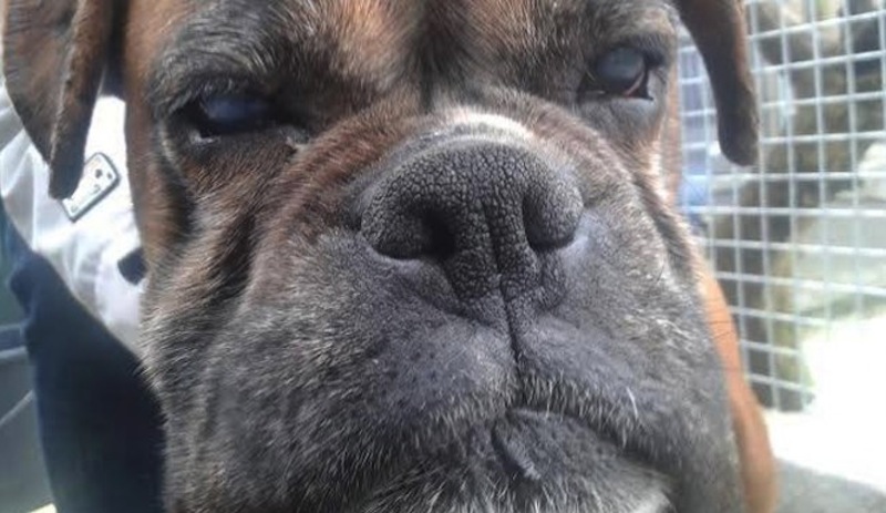 Bella-Hole-Boxer-face-665x385-1.jpg