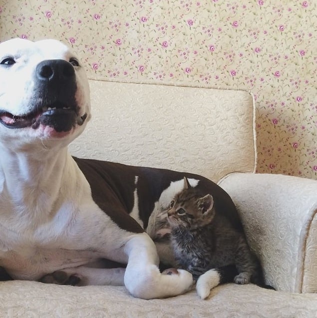 Bella-The-Pit-Bull-Fosters-Kitten-1.jpg Bella-The-Pit-Bull-Fosters-Kitten-1.jpg