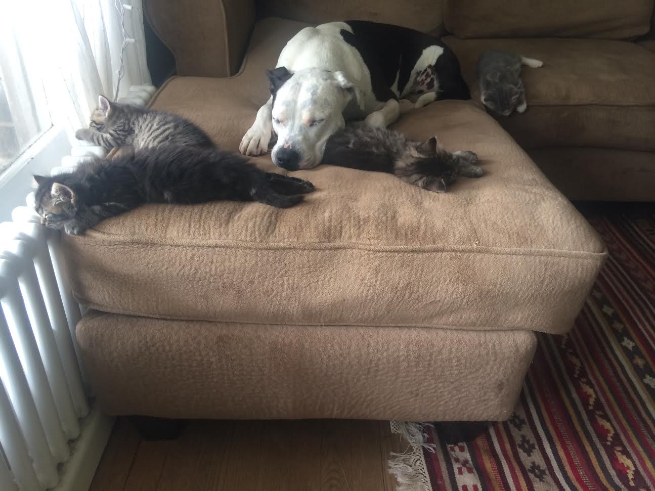 Bella-The-Pit-Bull-Sleeps-With-Kittens.jpg