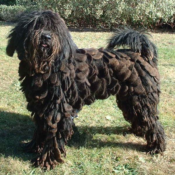 Bergamasco_600.jpg