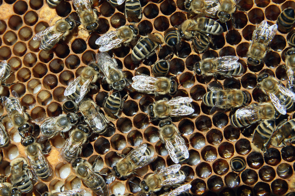 Bienen_mit_Brut_2.jpg