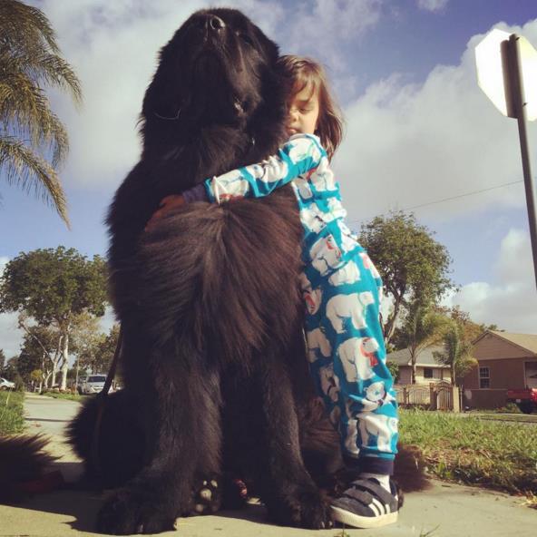 Big-Dog-3.jpg