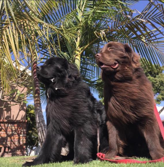 Big-Dog-4.jpg