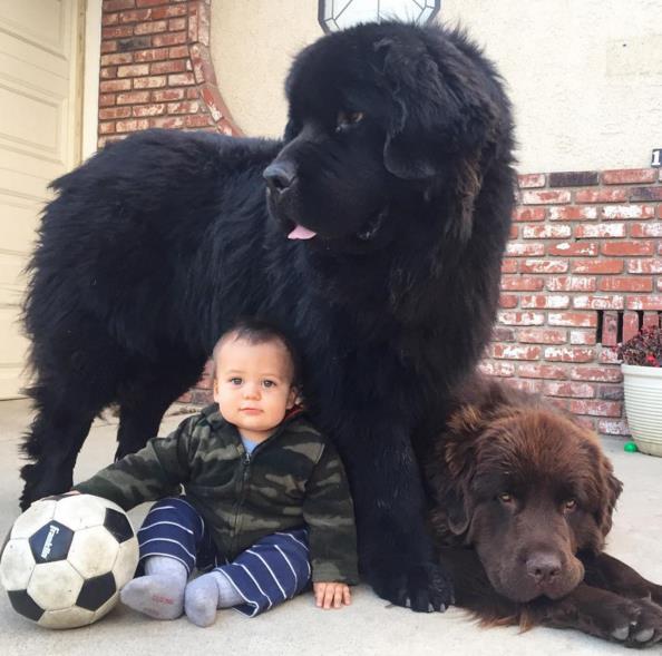 Big-Dog-5.jpg