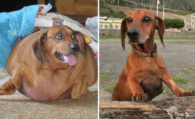 Biggest-Loser-Fat-Dog-Obie-The-Dachshund-Loses-50-Pounds-Weighed-77-Pounds-Before-Diet-Photos.jpg